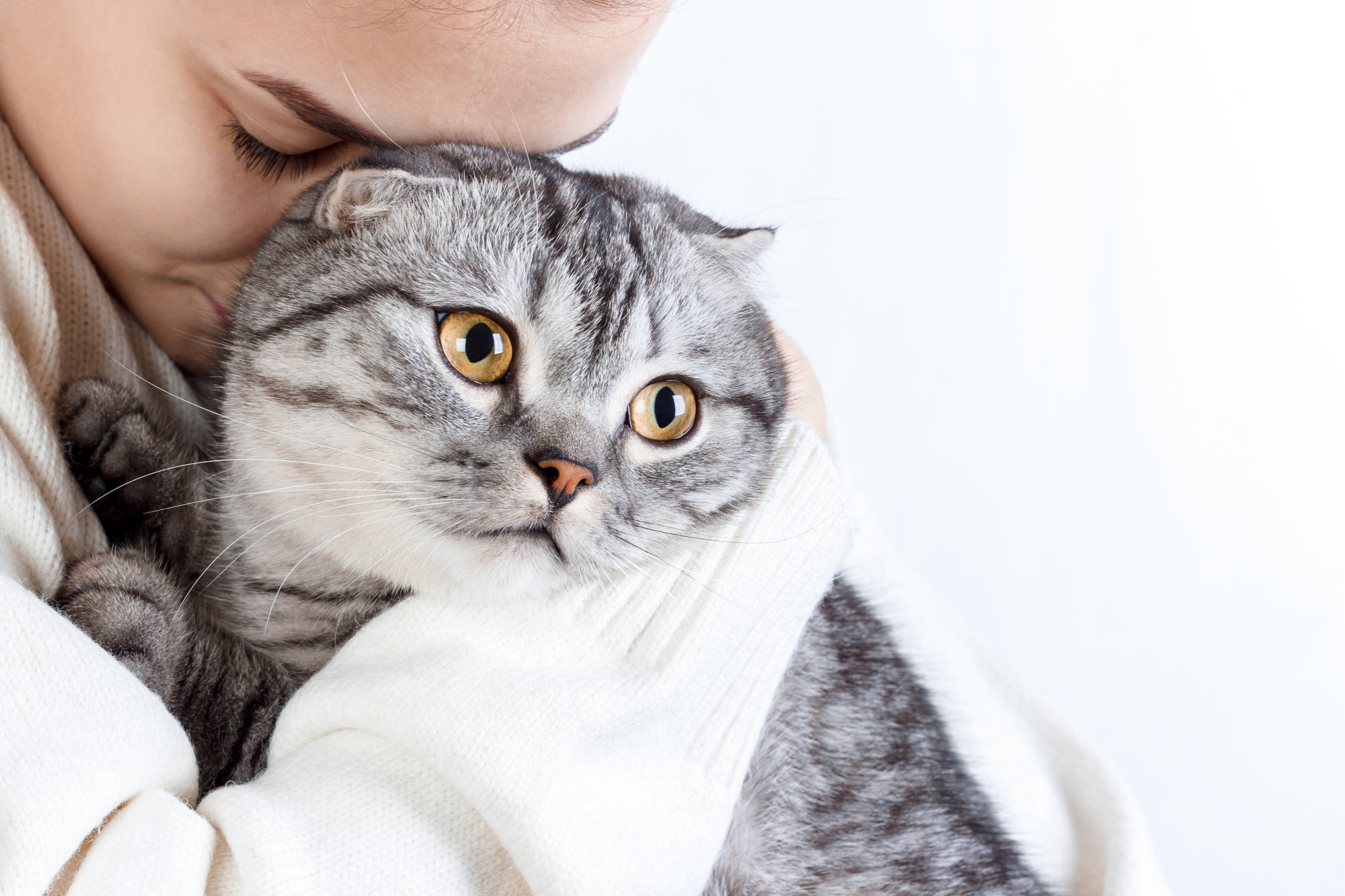 Як визначити, що у кішки стрес: 8 неочевидних ознак  