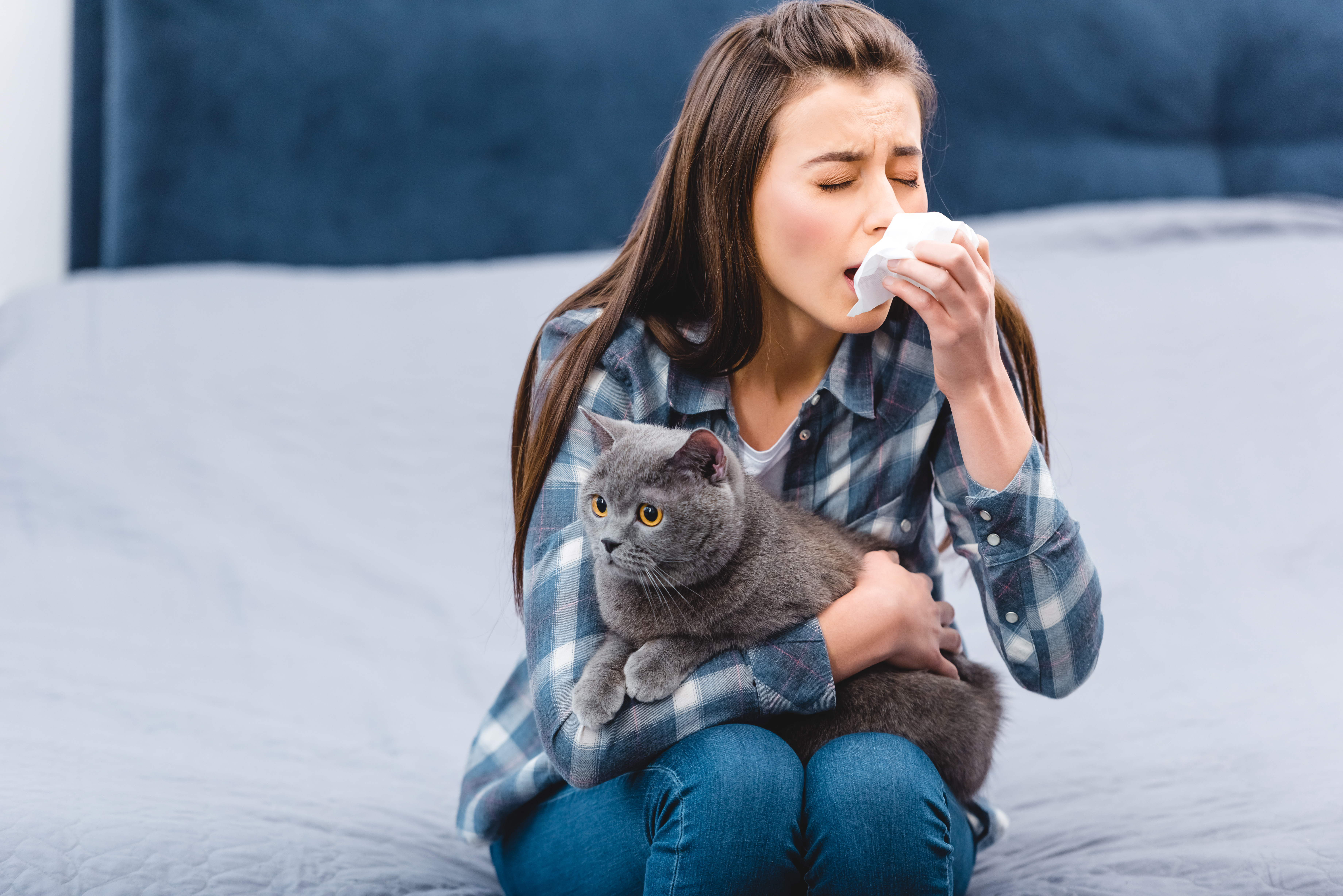 Як знизити алергічну реакцію на кішок  