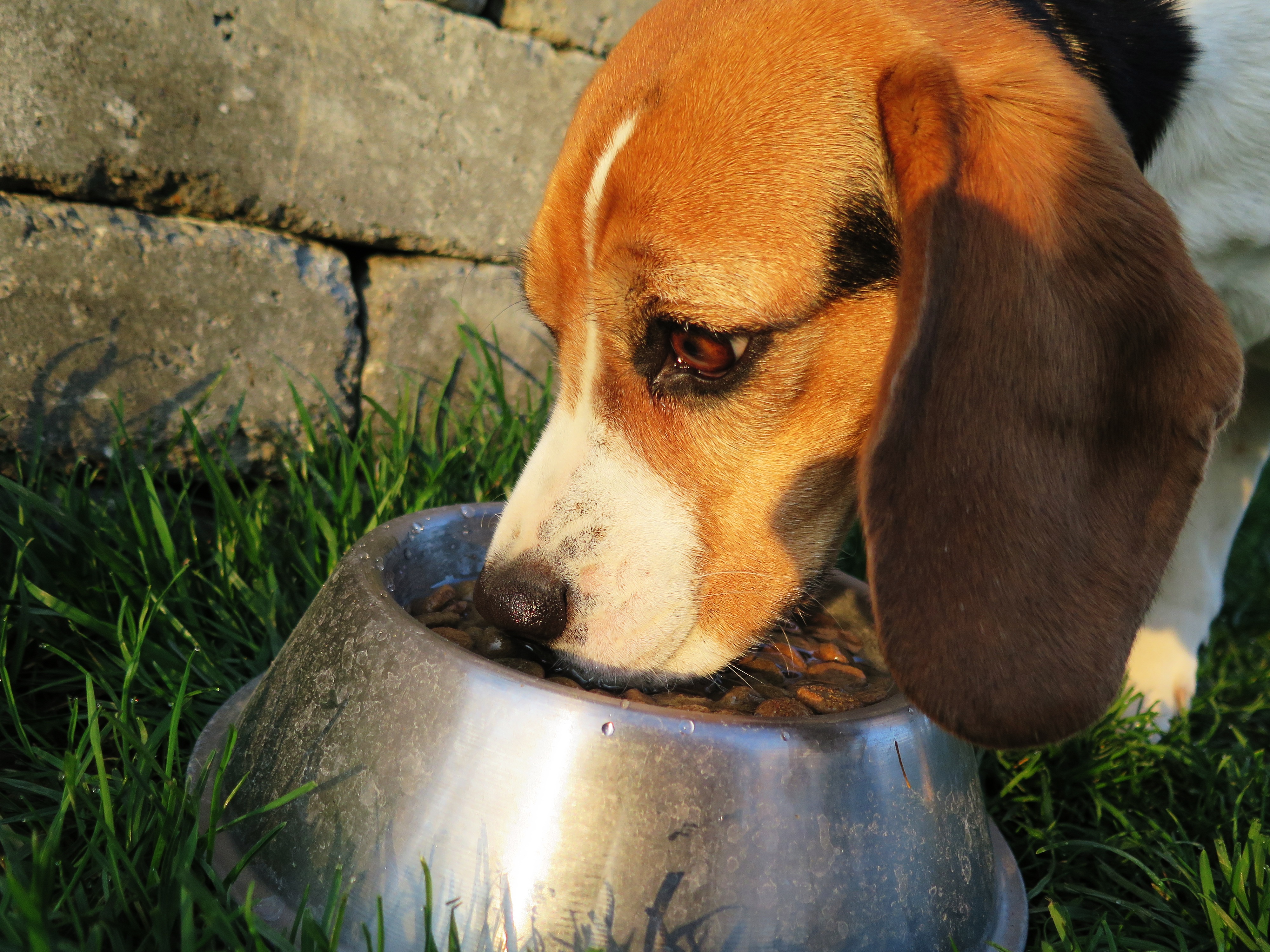 Як правильно вибирати продукти харчування для собаки: 6 важливих кроків  