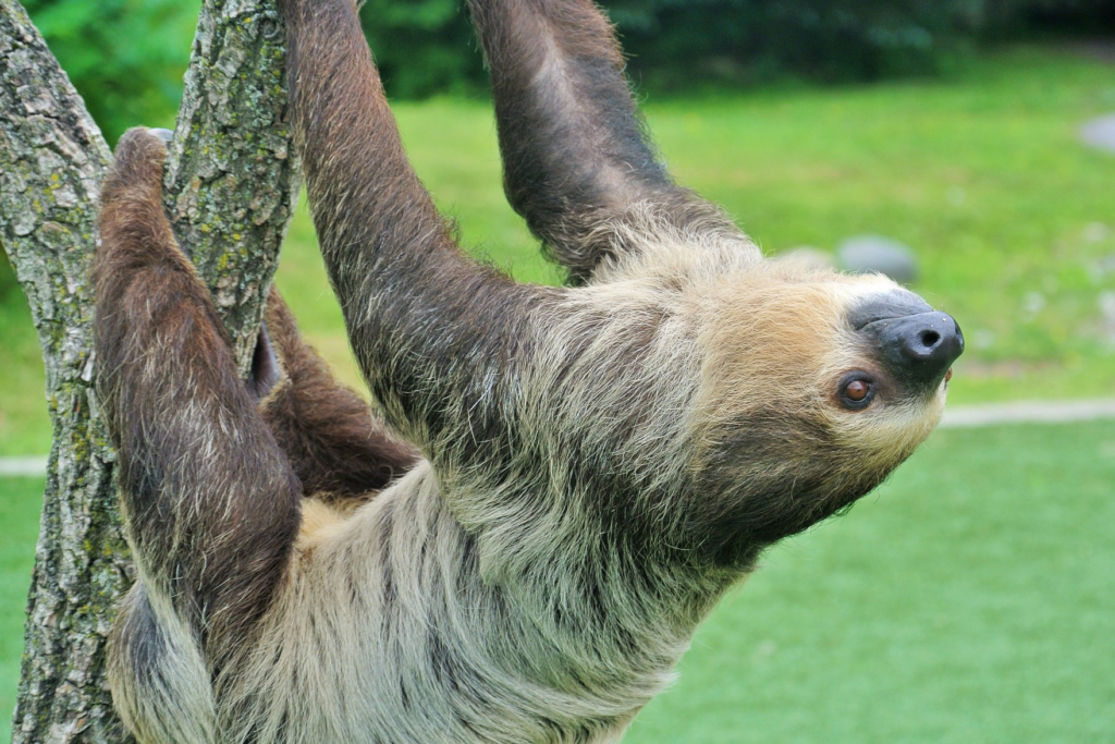 12 Zooparkiv Svitu Yaki Varto Vidvidati