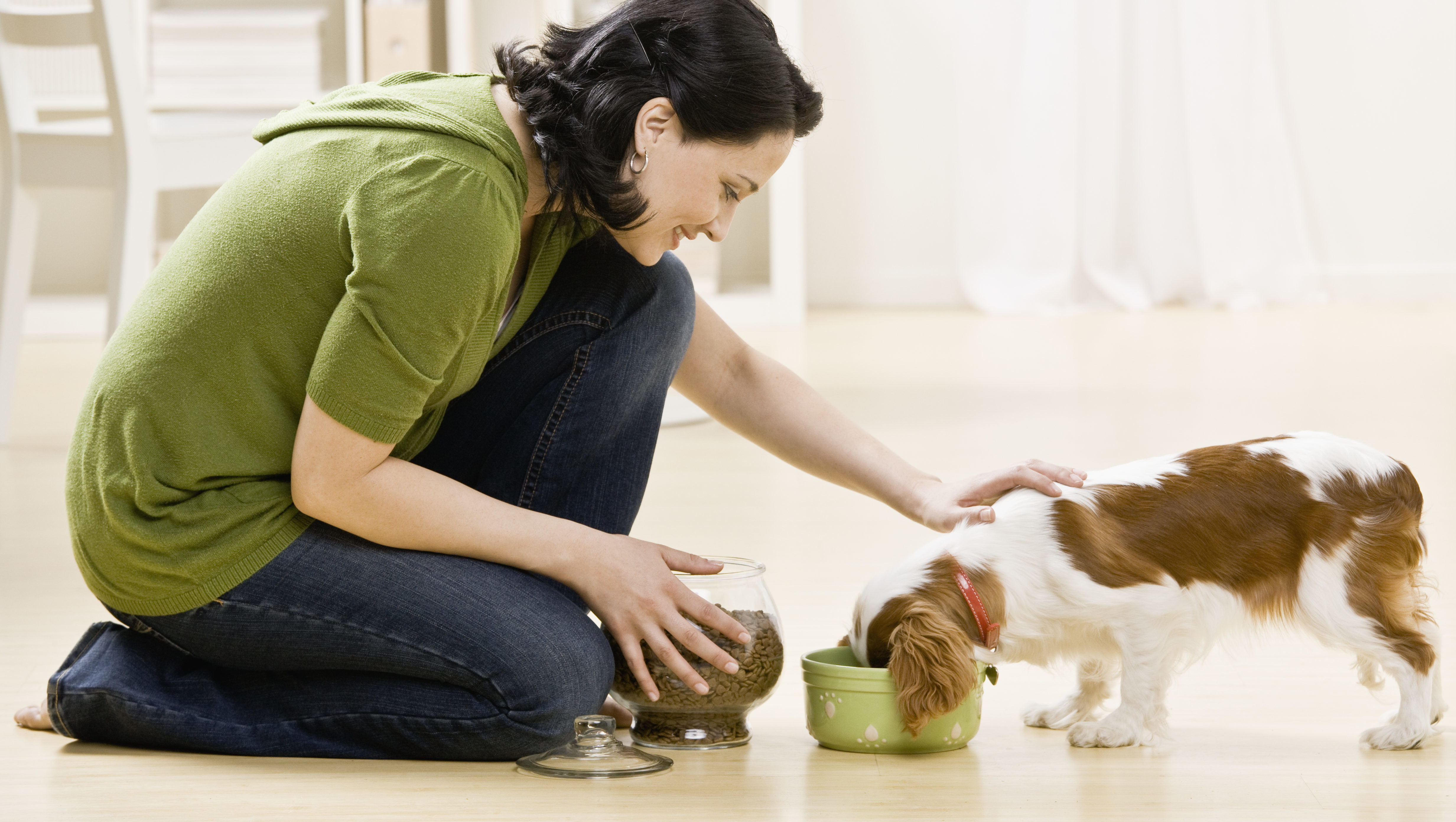 Як вибрати правильний корм для собаки: 6 простих кроків  