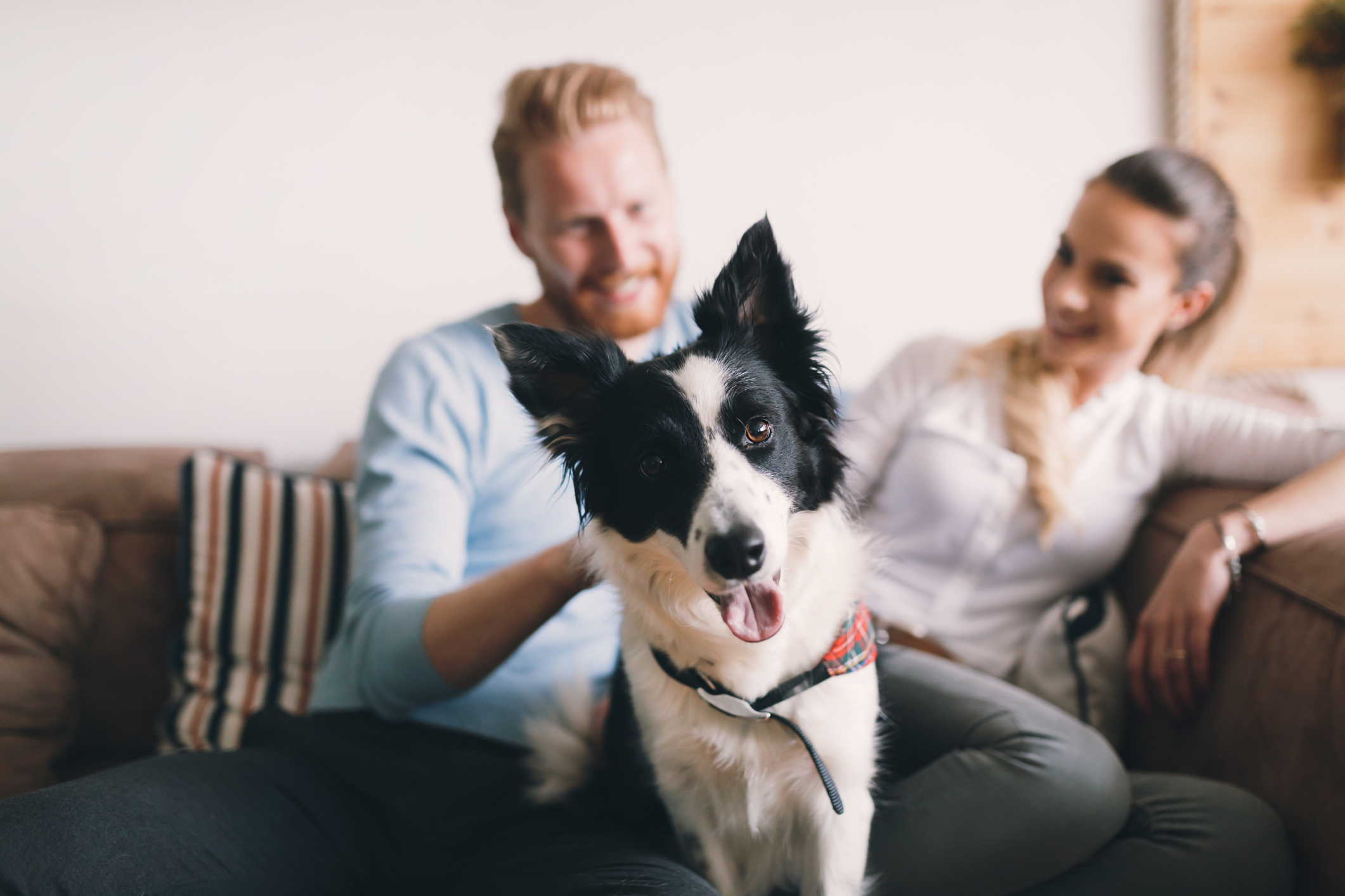 Яку вибрати собаку в сім'ю: 15 найрозумніших порід  