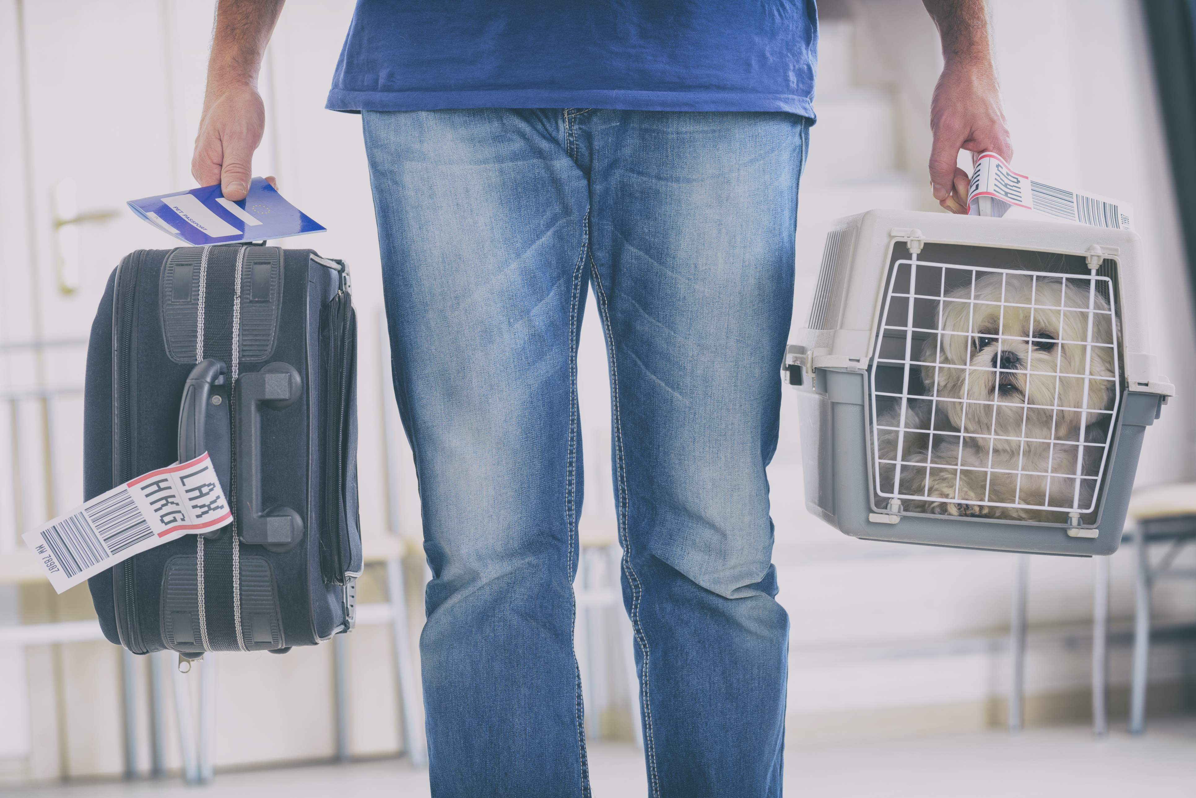 Як перевозити собаку або кішку в літаку: правила МАУ  