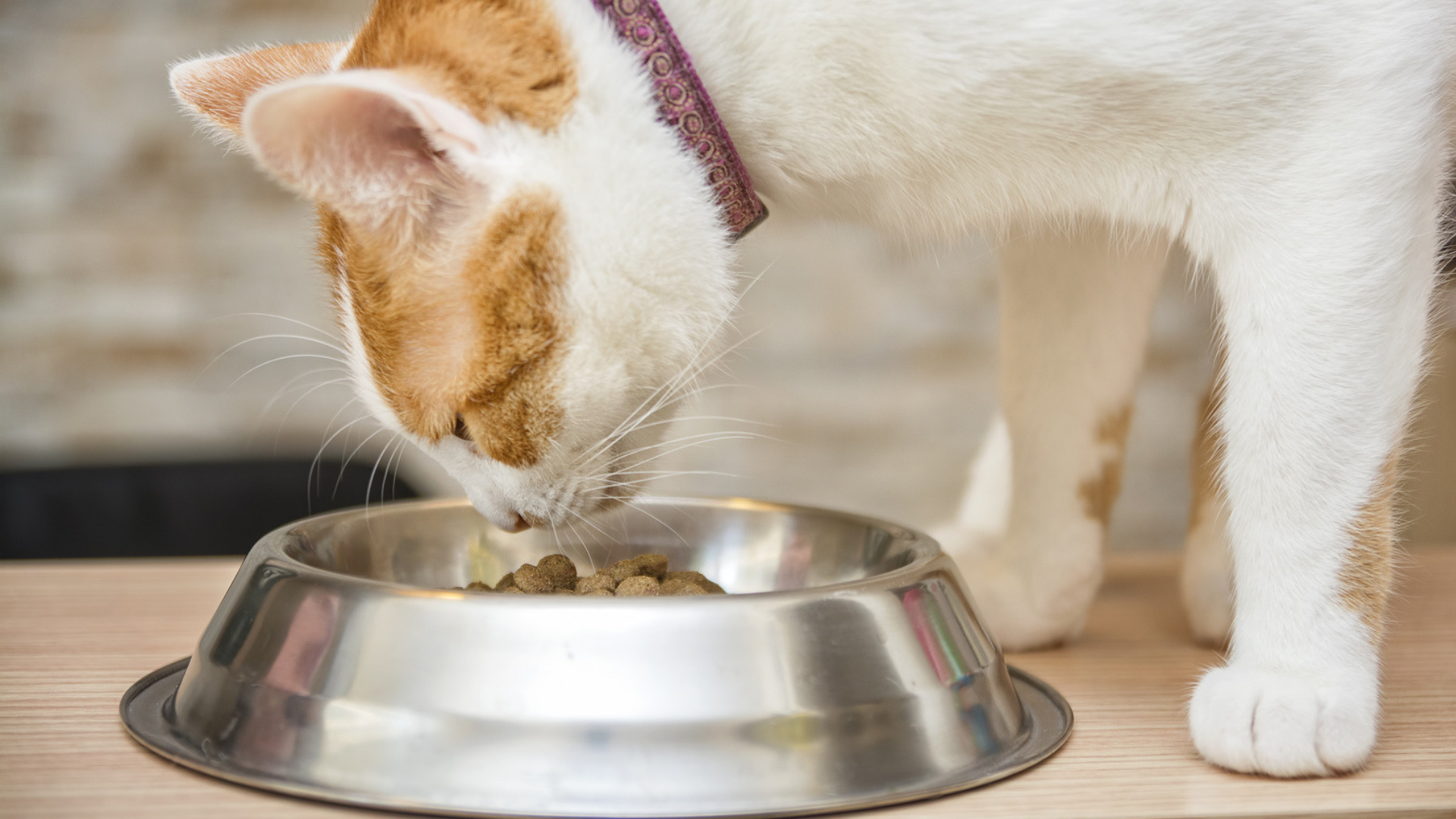 Як і чим треба годувати кота: 3 варіанти  