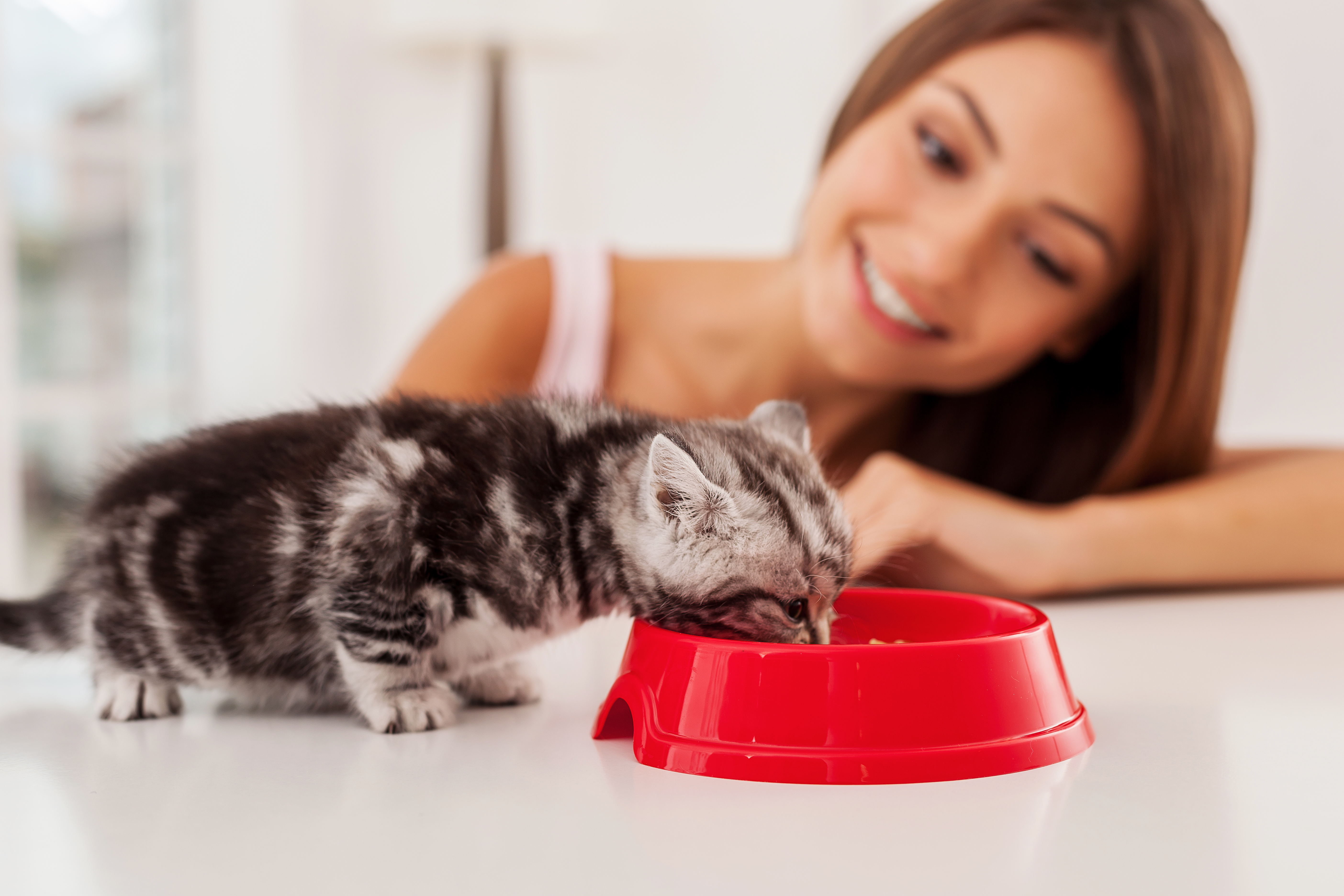 Чим годувати кошеня в 1 місяць: рекомендації для домашнього вихованця  