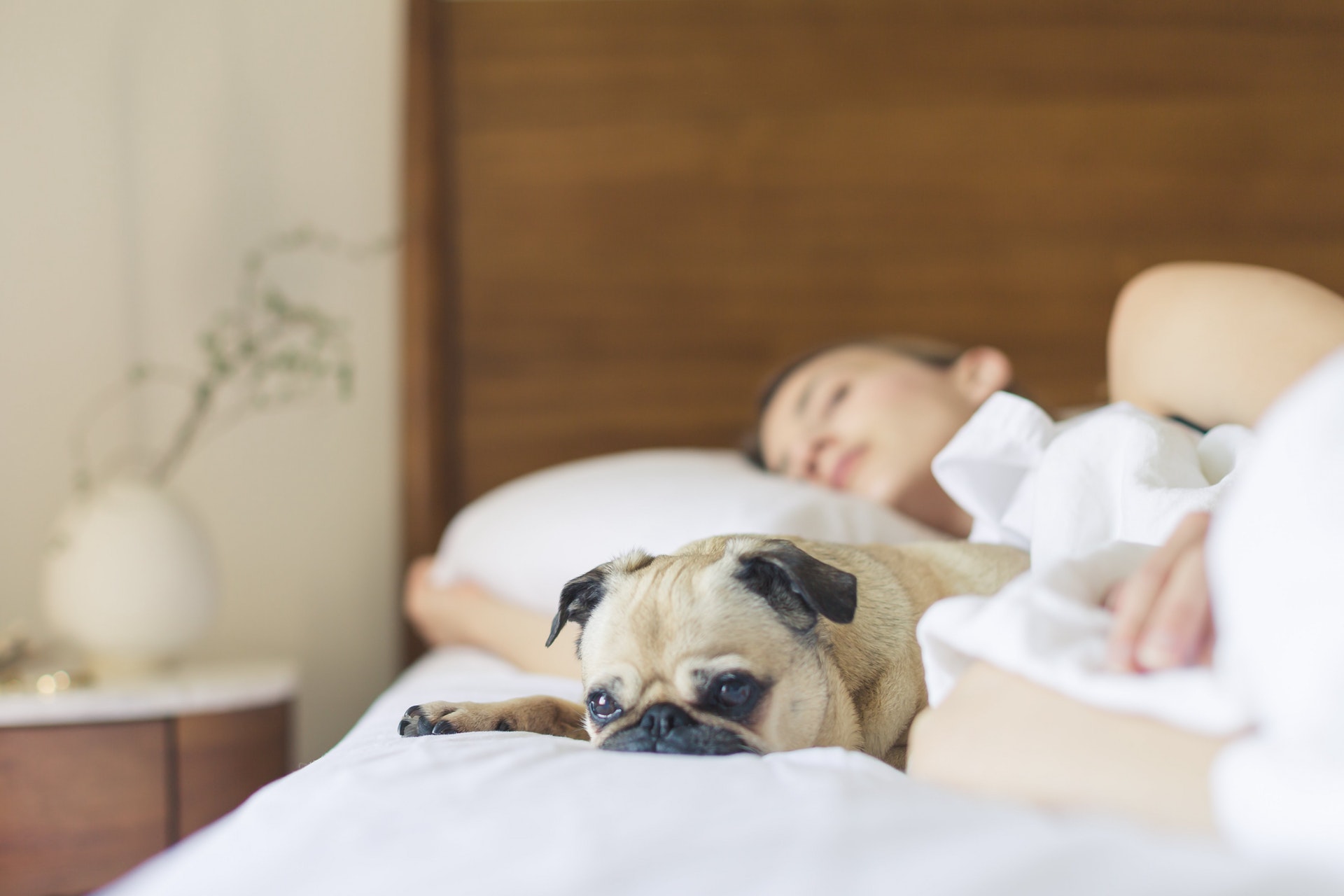 Спи собі сама: чому брати кішку або собаку в ліжко — погана ідея  