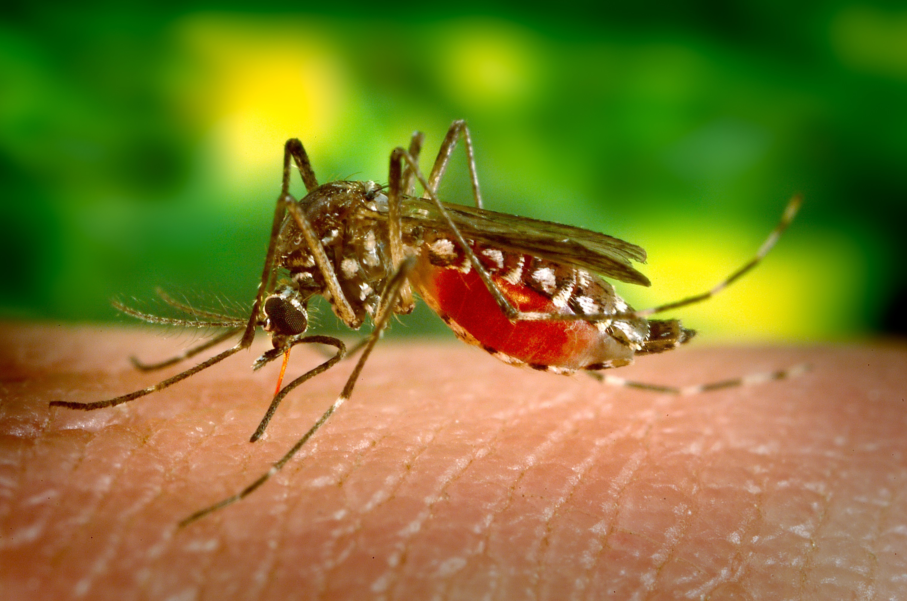 7 причин, чому комарі люблять кусати деяких людей більше  