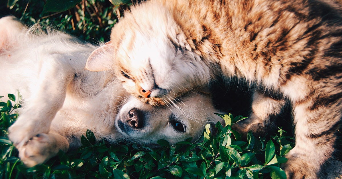 12 порід собак, які відмінно ладнають з кішками  