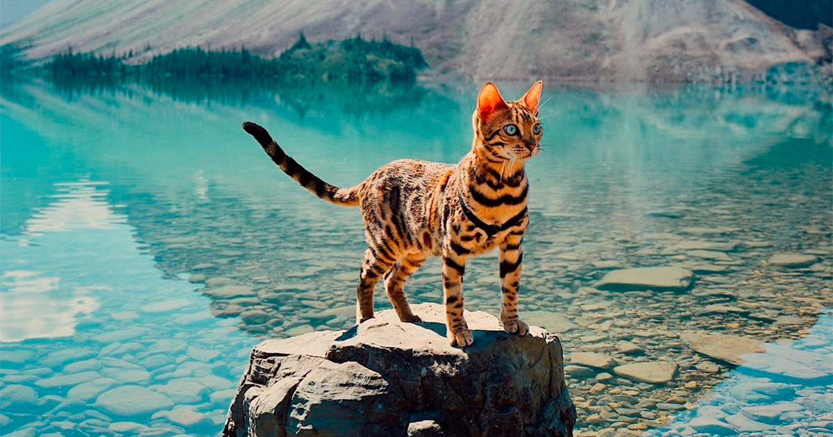 10 дійсно найпопулярніших кішок, за якими можна стежити в Instagram  