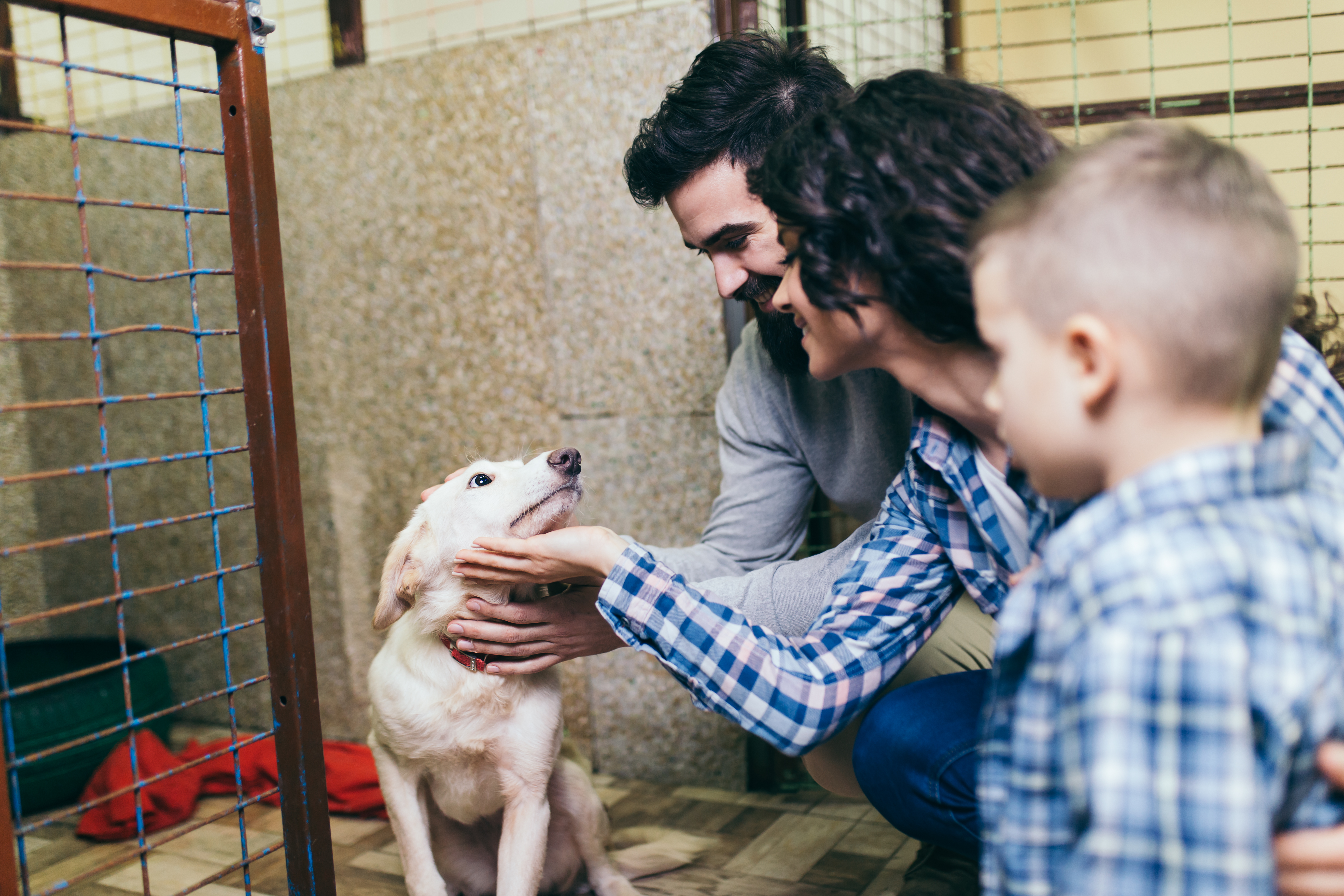 5 важливих уроків життя, як варто виховувати домашніх тварин  