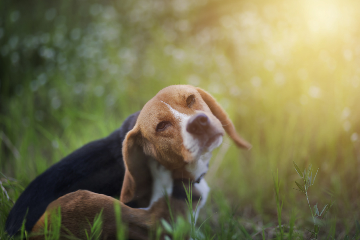 6 способів захистити собаку від перегріву влітку  