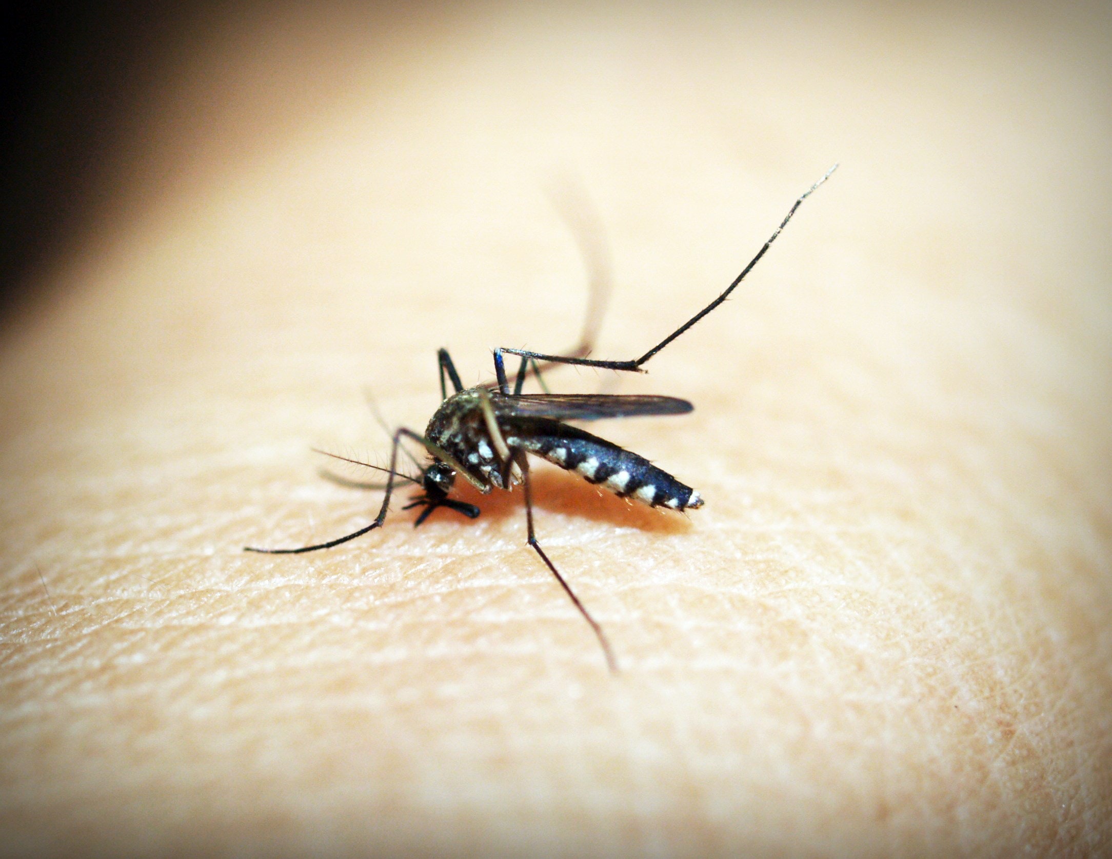 4 натуральних засоби від комарів в дитячу кімнату  