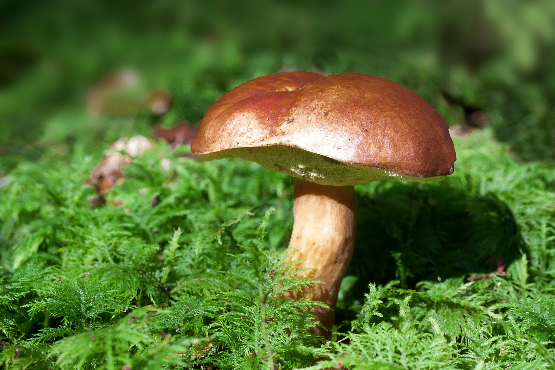 Енциклопедія лісових грибів, які варто додати в раціон вже зараз  